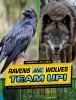 Ravens_and_wolves_team_up_